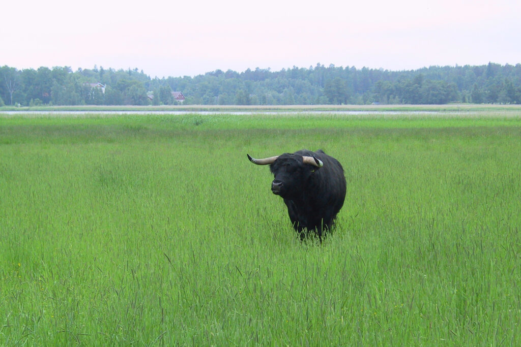 Pasturage / Photo: City of Turku Environmental Protection