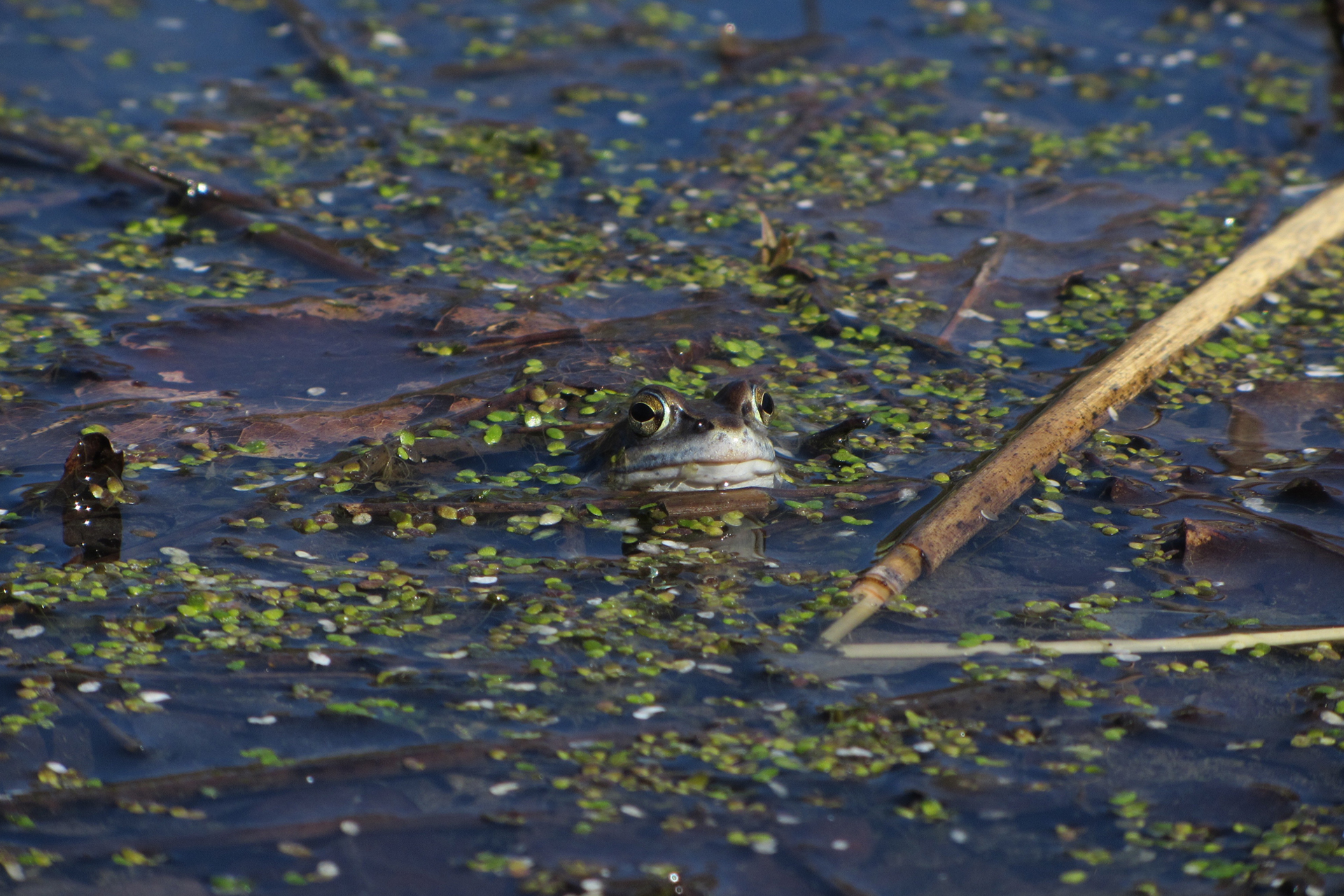 Moor frog / Photo: E. Kosonen