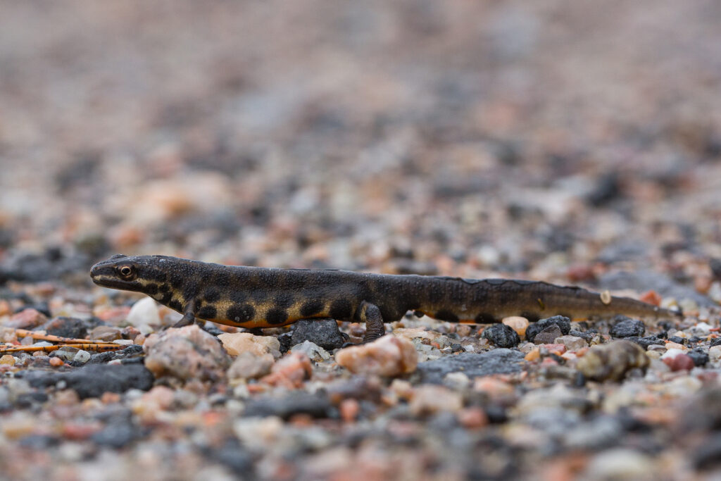 Smooth newt / Photo: A. Kuusela