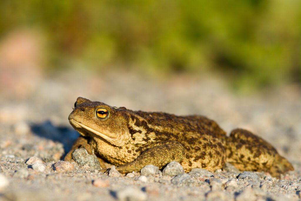 Common toad / Photo: V-M. Suhonen