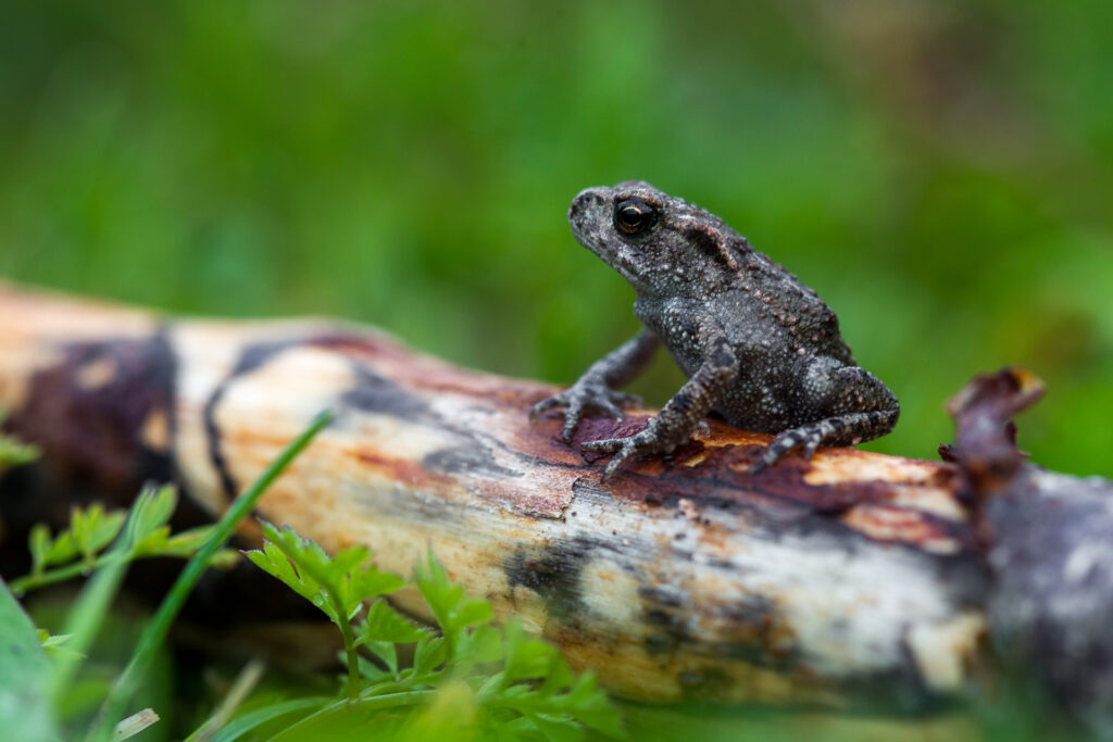 A juvenile common toad / Photo: V-M. Suhonen