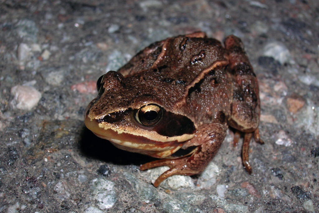 European common frog / Photo: E. Kosonen