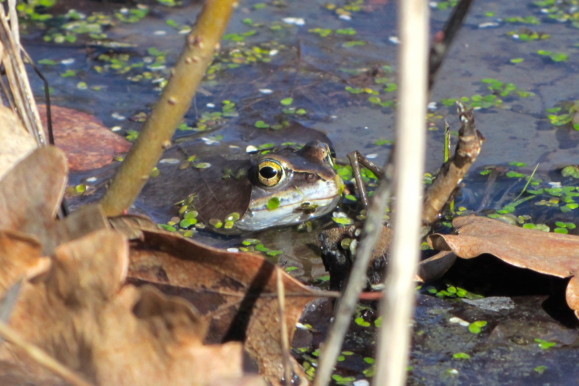 Moor frog / Photo: E. Kosonen