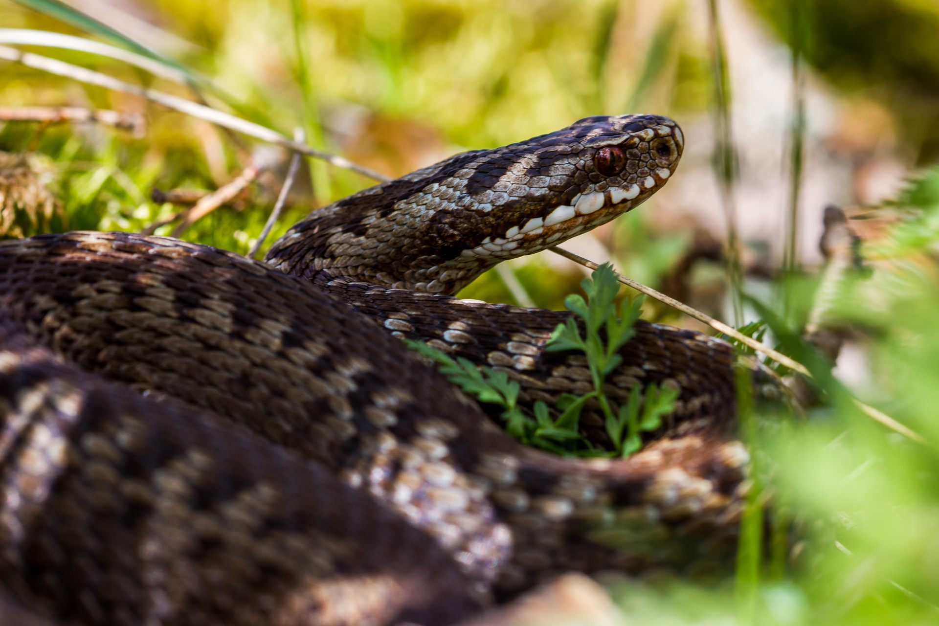 Common European adder / Photo: V-M. Suhonen