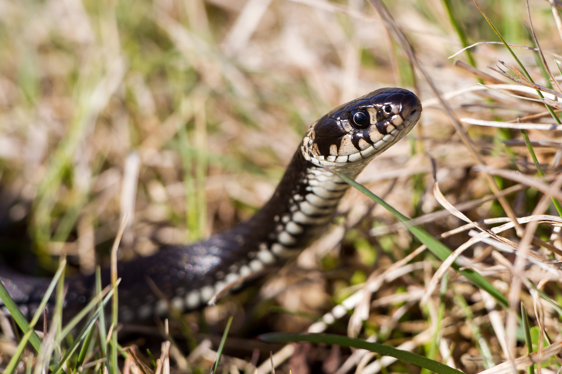 Grass snake / Photo: V-M. Suhonen