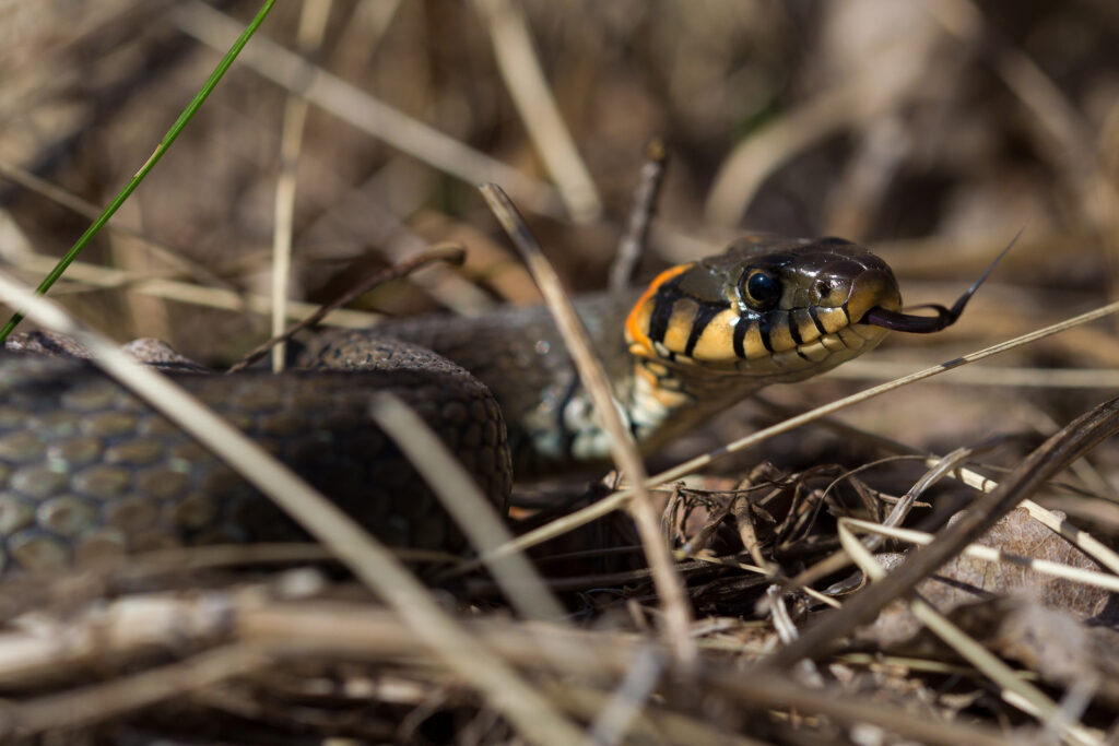 Grass snake / Photo: V-M. Suhonen
