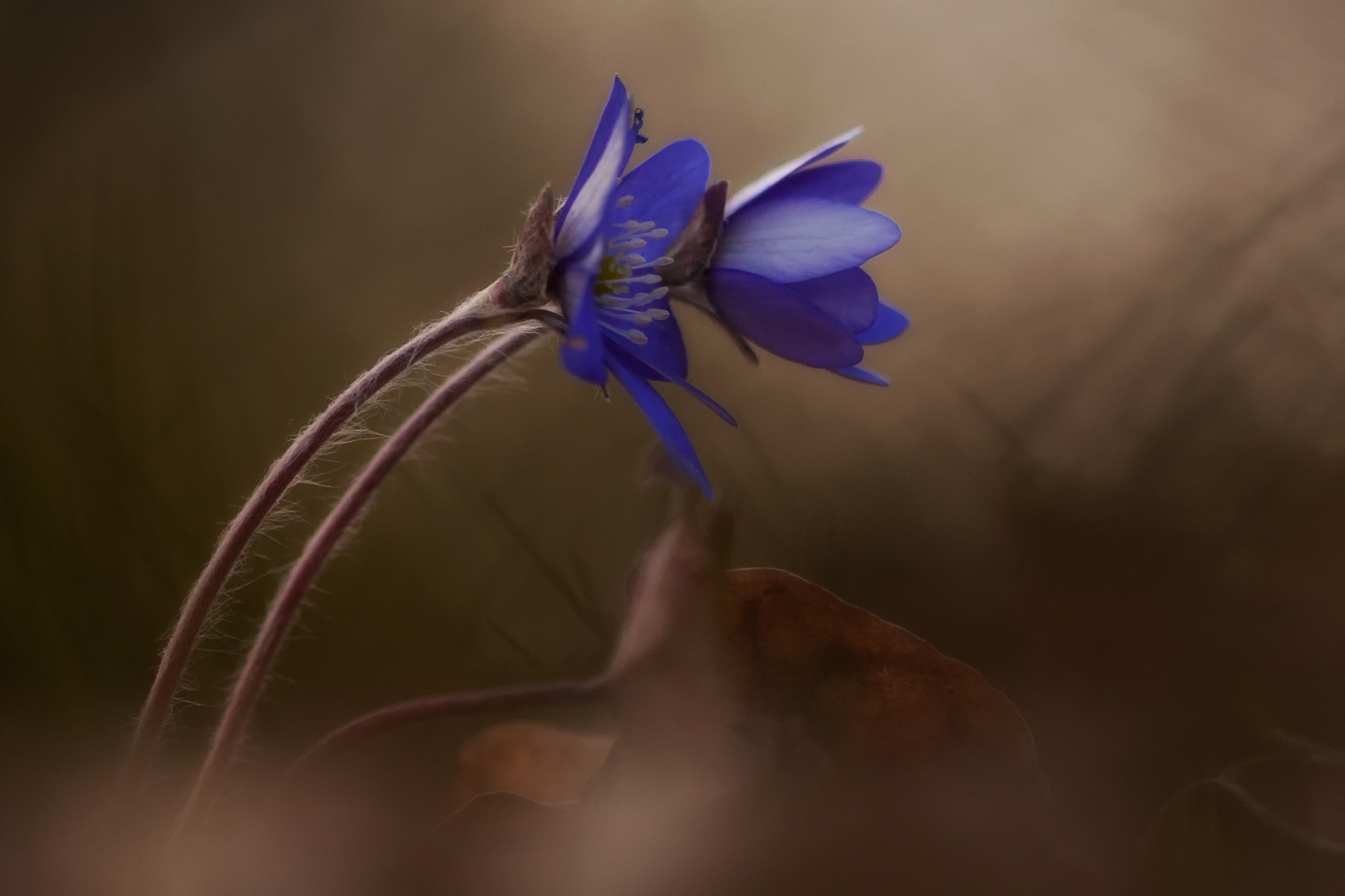 Sinivuokko (Hepatica nobilis) / Kuva: A. Kuusela