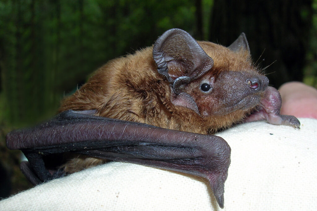 Common noctule / Photo: E. Kosonen