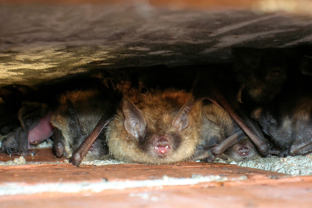 A breeding colony of Brandt's bats / Photo: E. Kosonen