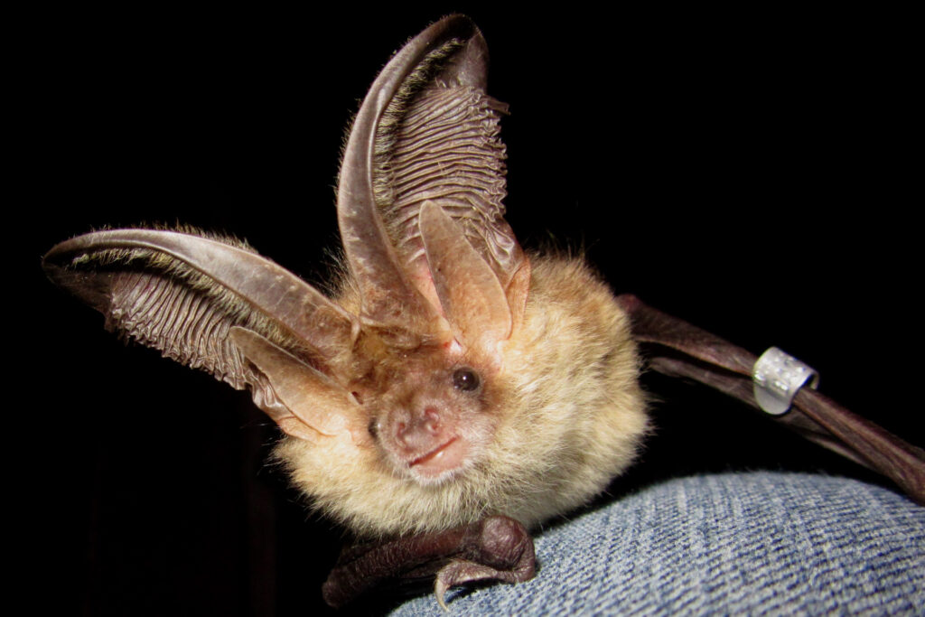 Brown long-eared bat / Photo: E. Kosonen