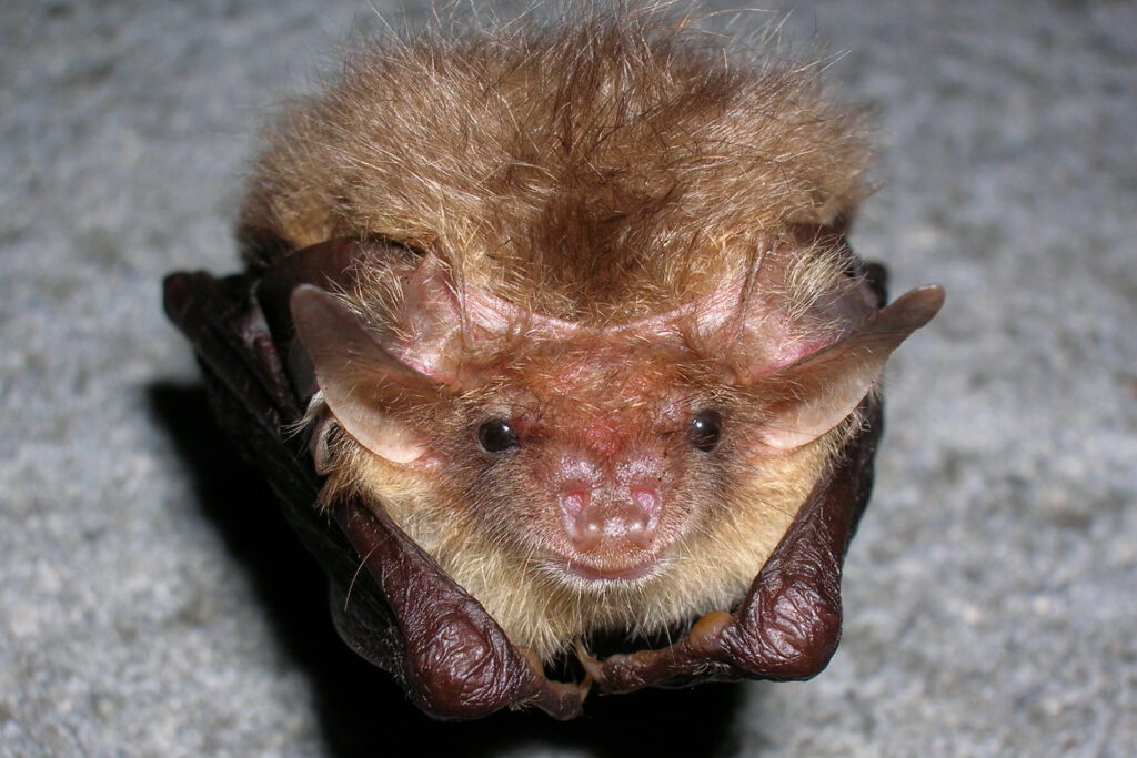 A brown long-eared bat waking up / Photo: E. Kosonen