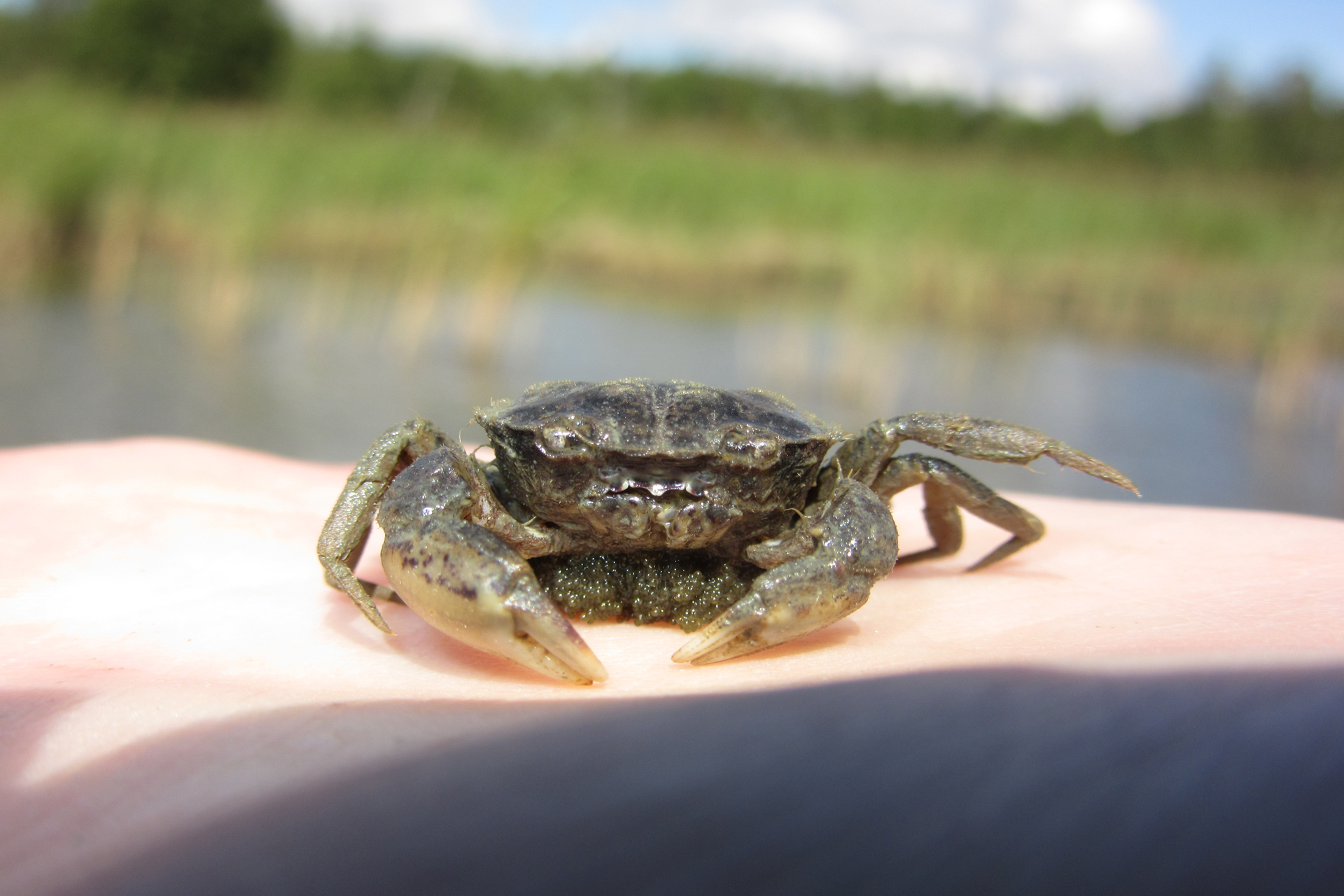 Harris mud crab / Photo: E. Kosonen