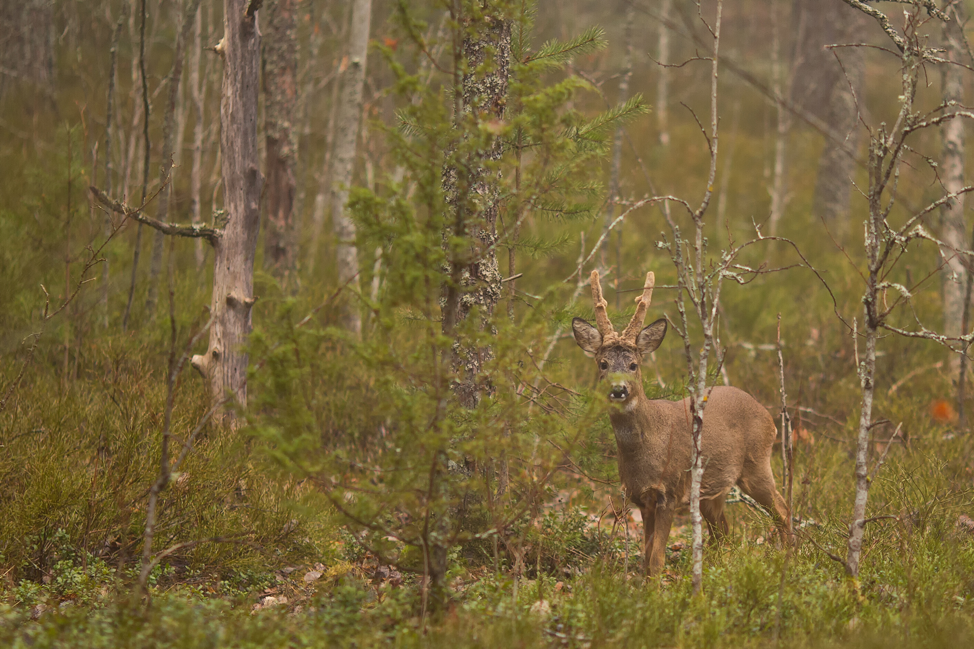 Metsäkauris / Kuva: A. Kuusela