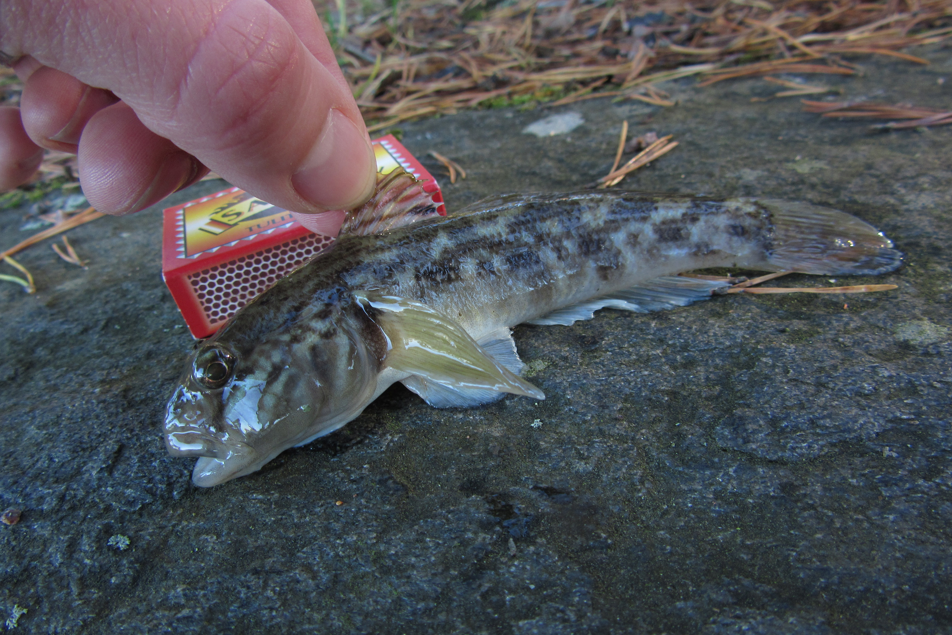 Round goby / Photo: E. Kosonen