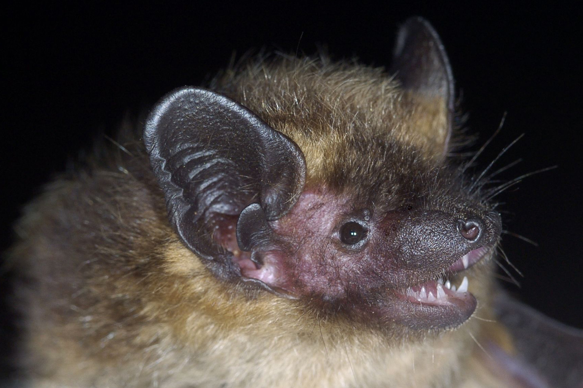 Northern bat / Photo: M. Lappalainen