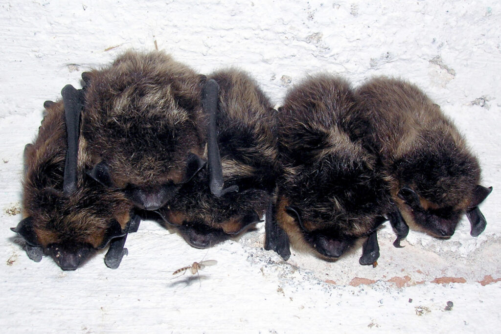 Northern bats / Photo: E. Kosonen