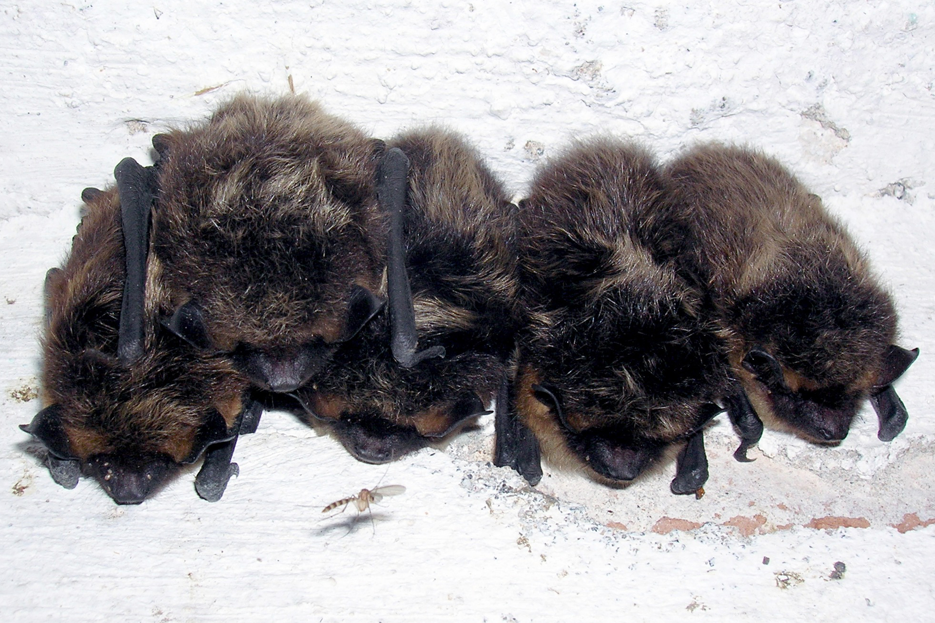 Northern bats / Photo: E. Kosonen
