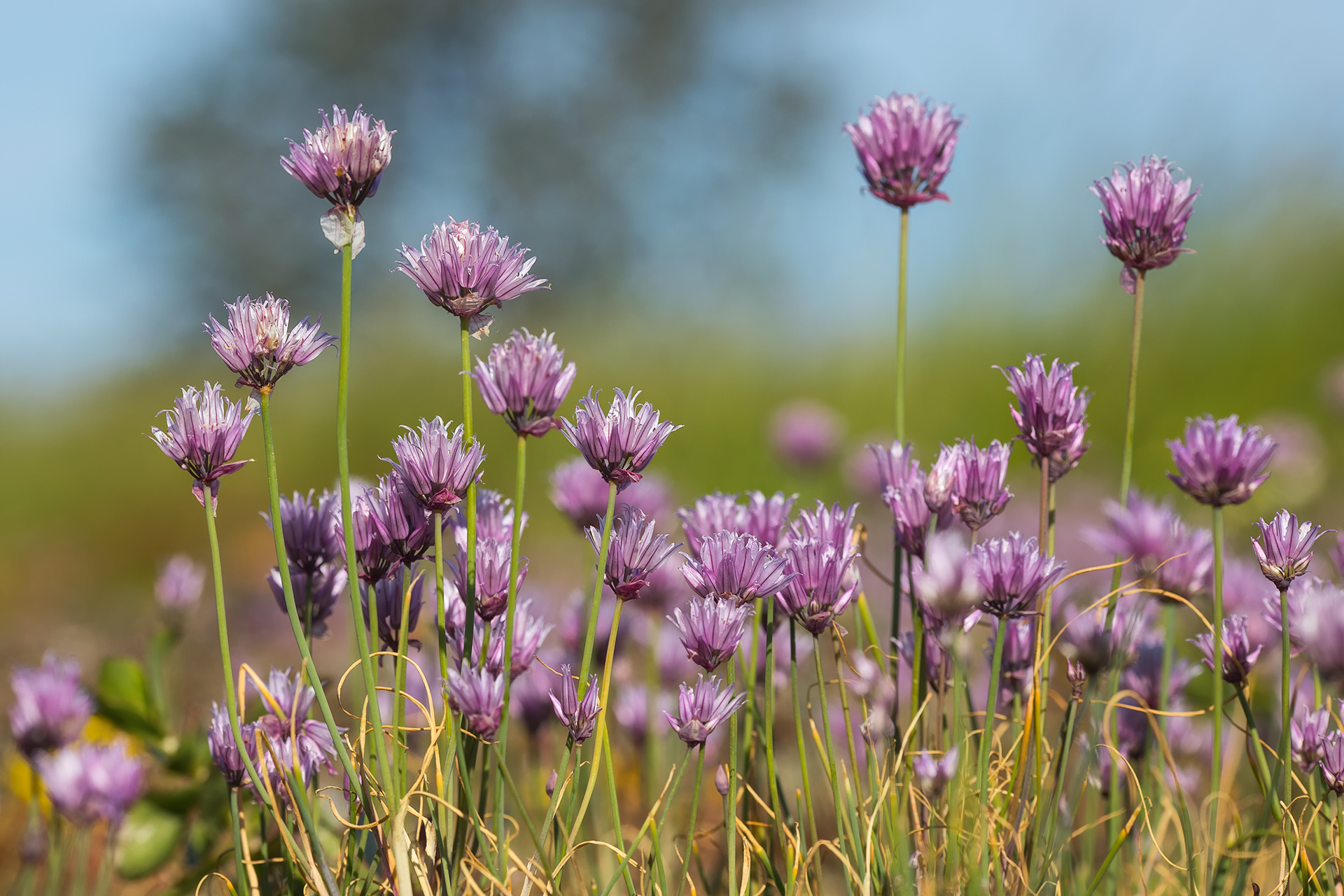 Gräslök (Allium schoenoprasum) / Bild: A. Kuusela