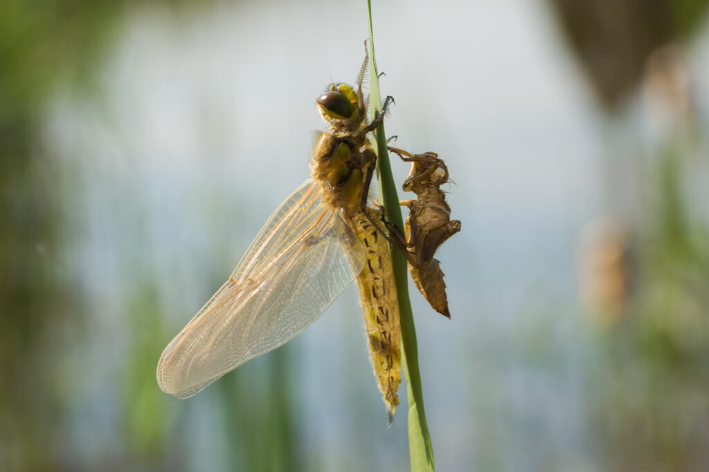 Four-spotted chaser / Photo: A. Kuusela