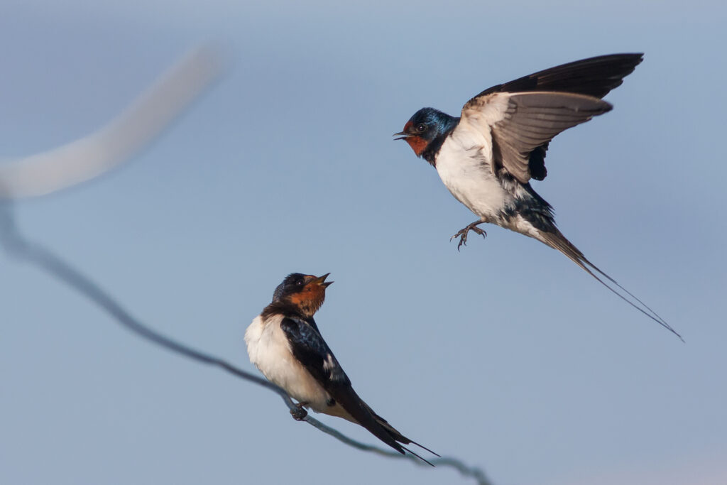 Swallows / Photo: A. Kuusela
