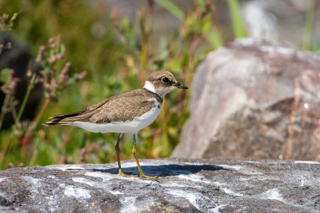 Little ringed plover / Photo: V-M. Suhonen