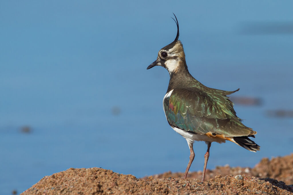 Northern lapwing / Photo: A. Kuusela