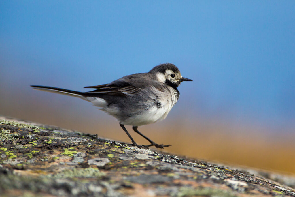 White wagtail / Photo: V-M. Suhonen