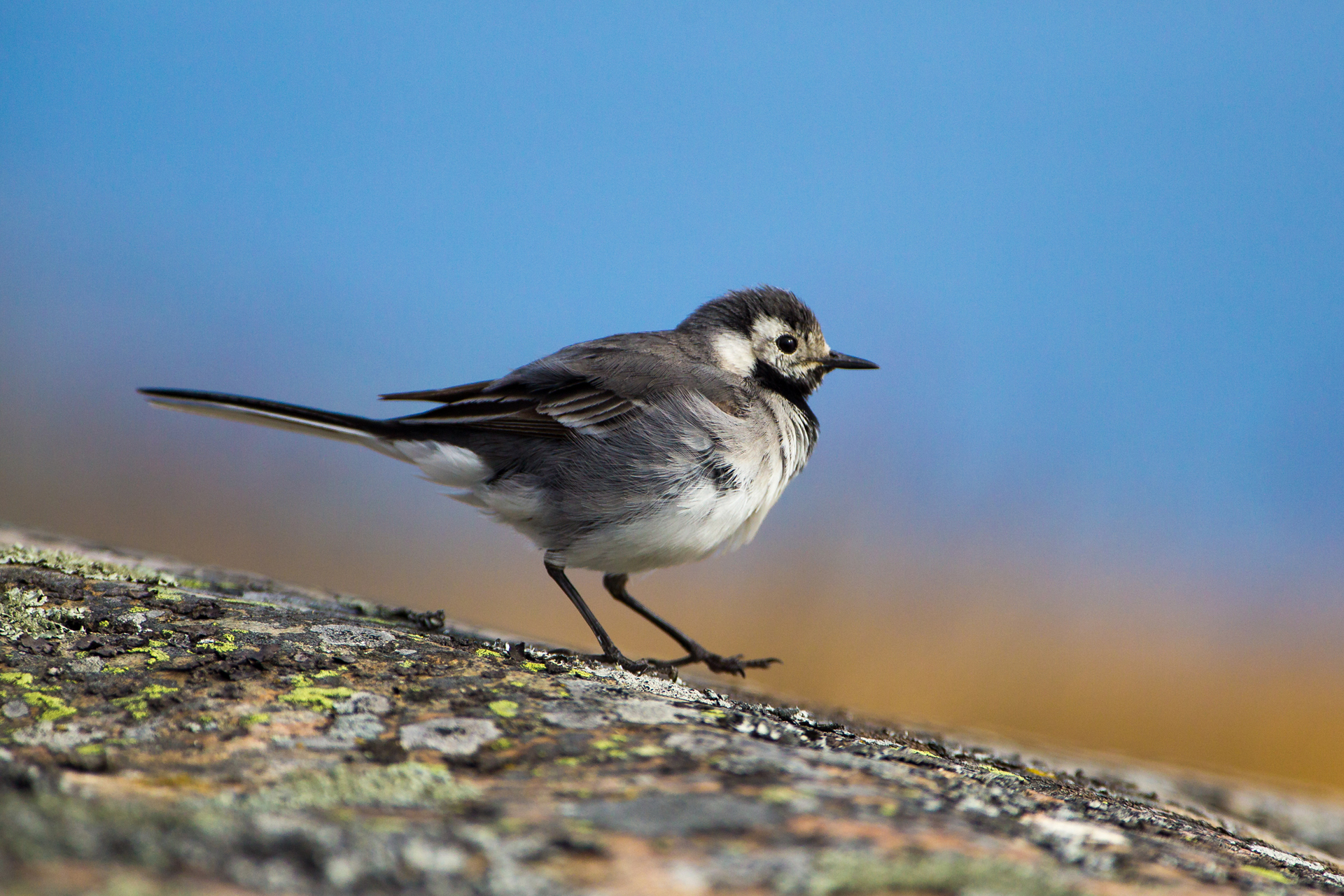 White wagtail / Photo: V-M. Suhonen