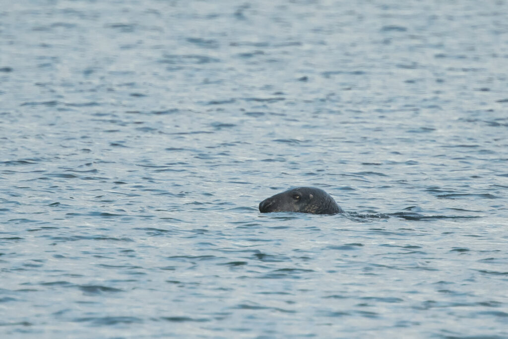 A grey seal peeking out of the water / Photo: A. Kuusela