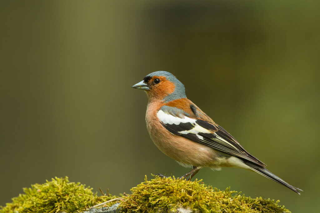 Bofink (Fringilla coelebs) / Bild: A. Kuusela