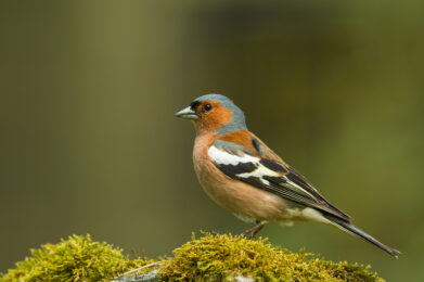 Peippo (Fringilla coelebs) / Kuva: A. Kuusela