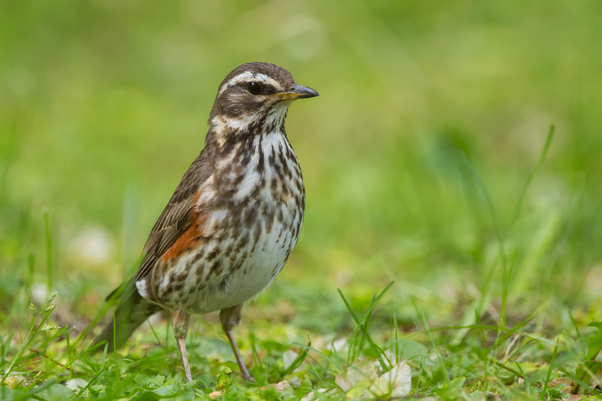 Punakylkirastas (Turdus iliacus) / Kuva: A. Kuusela