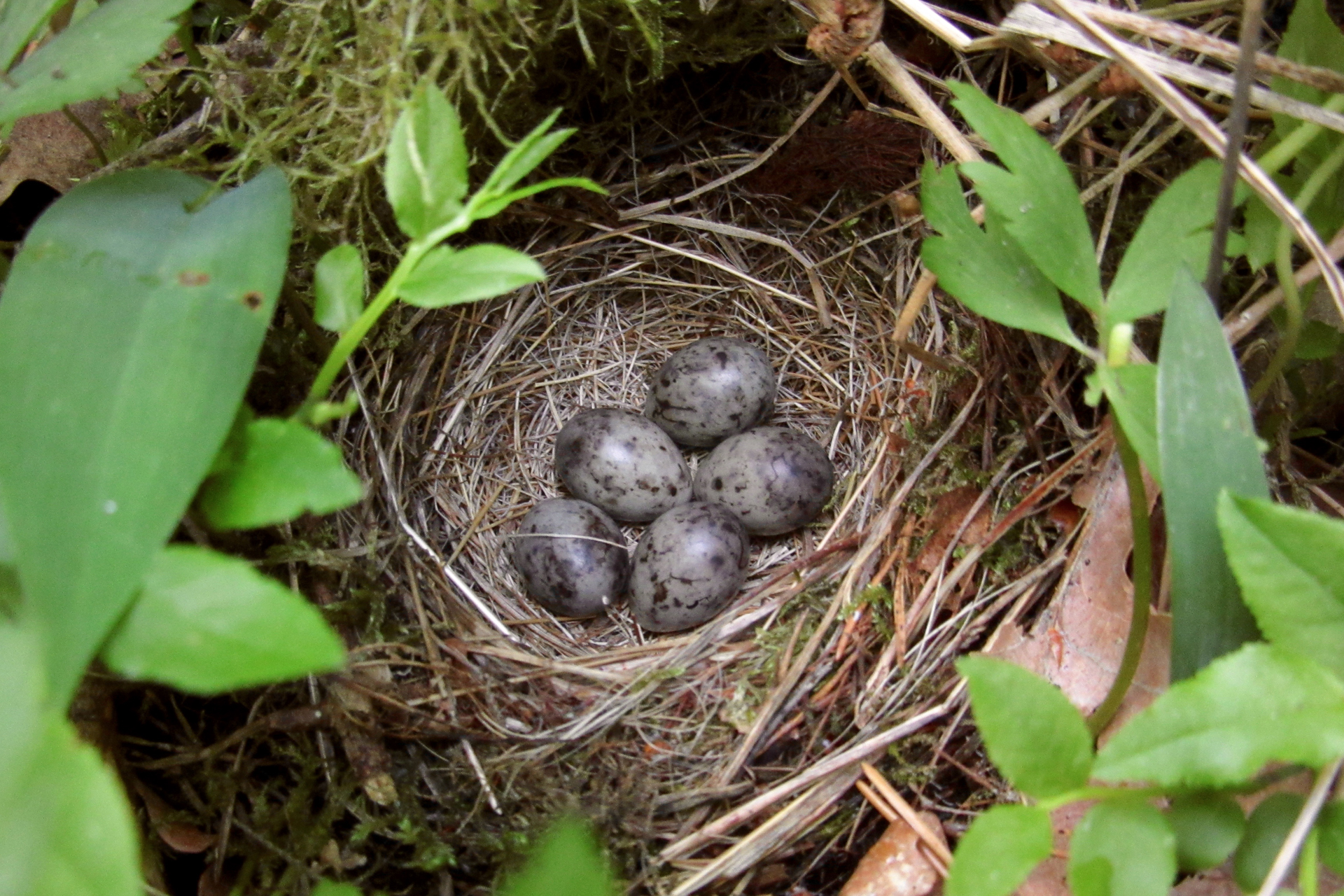 A tree pipit’s (Anthus trivialis) nest / Photo: E. Kosonen