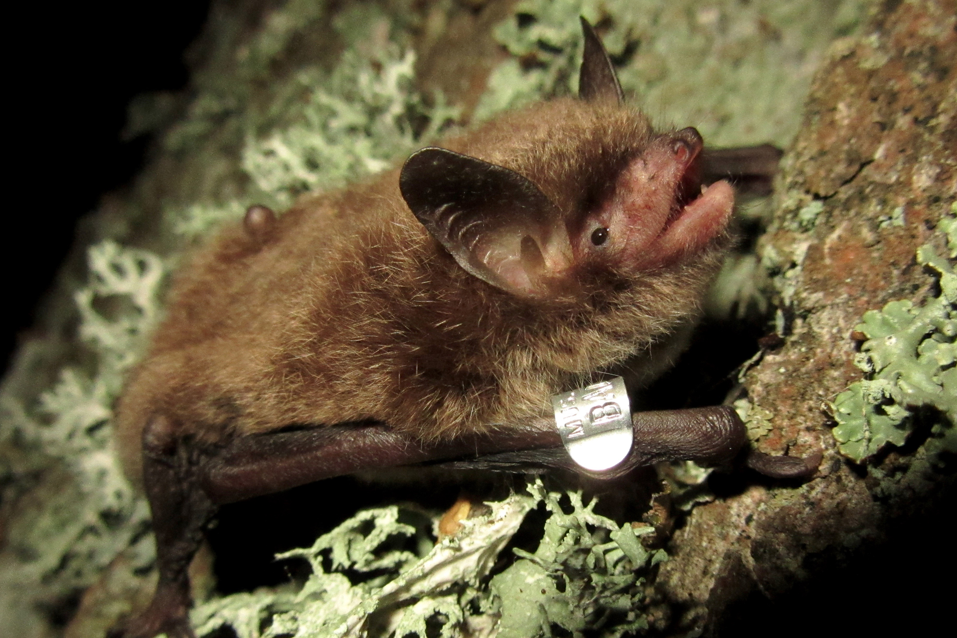 Daubenton's bat / Photo: E. Kosonen