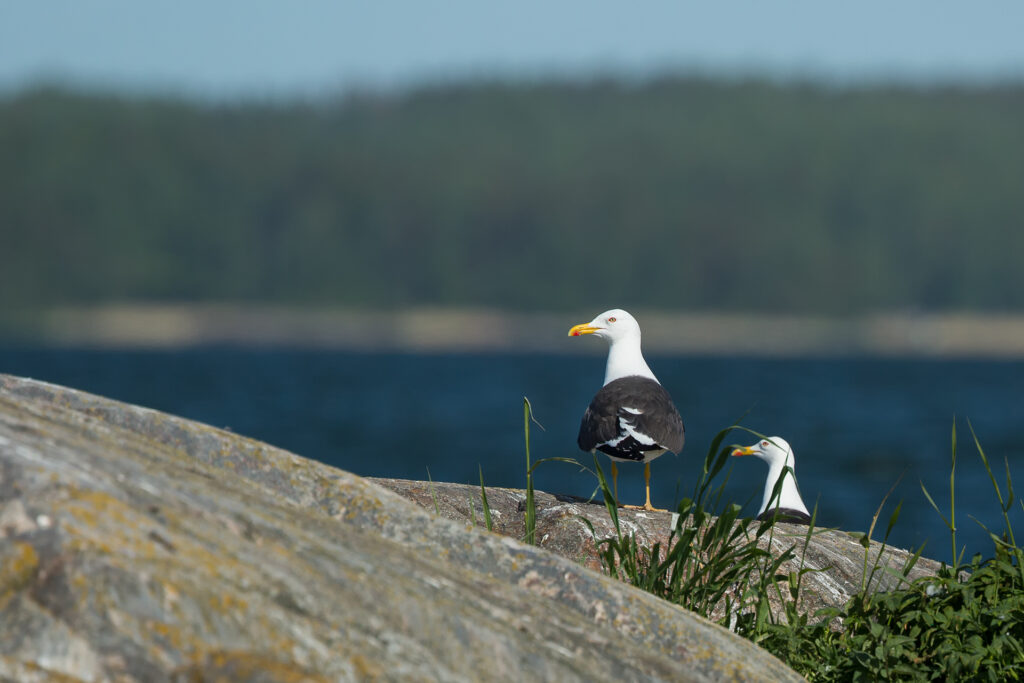 Lesser black-backed gull / Photo: A. Kuusela